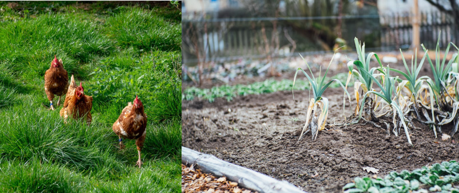 A split picture half of 3 chickens, and the other half a close-up of a garden vegetable plot