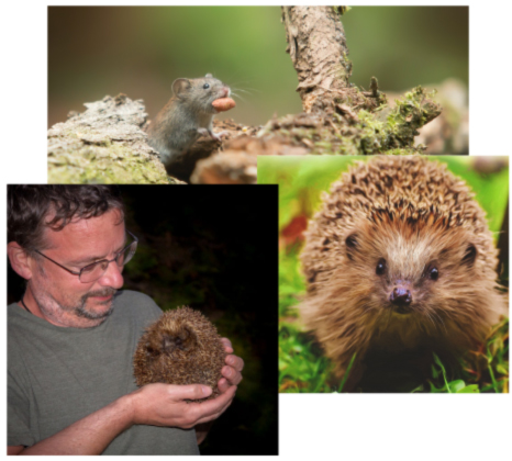 Three overlapping pictures, one of a mouse, one of a hedgehog, and one of a man holding a hedgehog