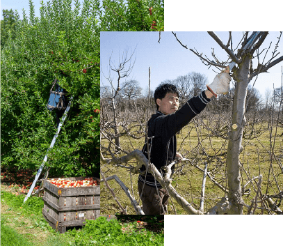 A picker colleting fruit from a tree