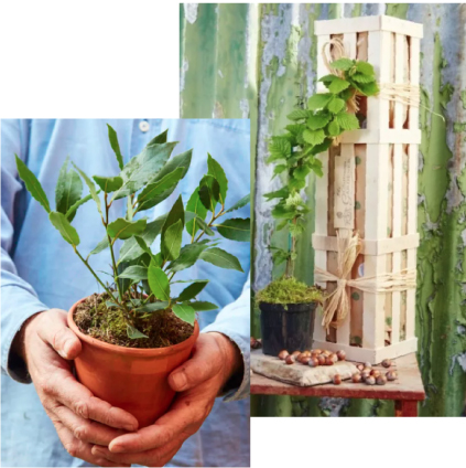 A plant being held by a person, with a plant being set next to an apartment window