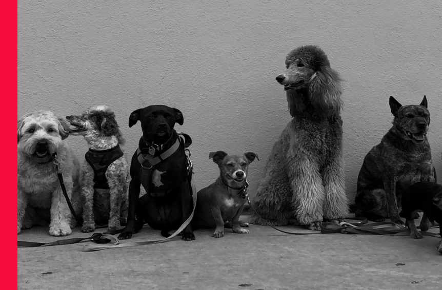 Variety of different dogs sat in a line against a wall. 