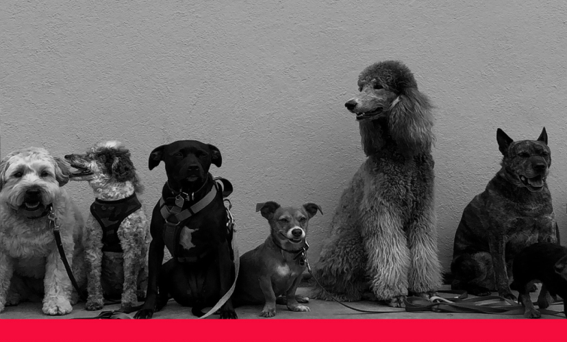 Variety of different dogs sat in a line against wall in black and white. 